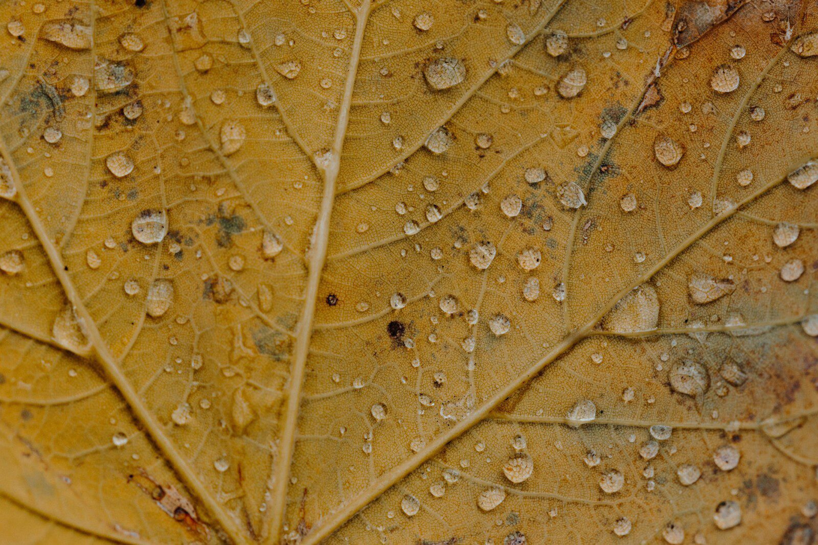drazen-nesic-4vL8sEyd7Mg-unsplash