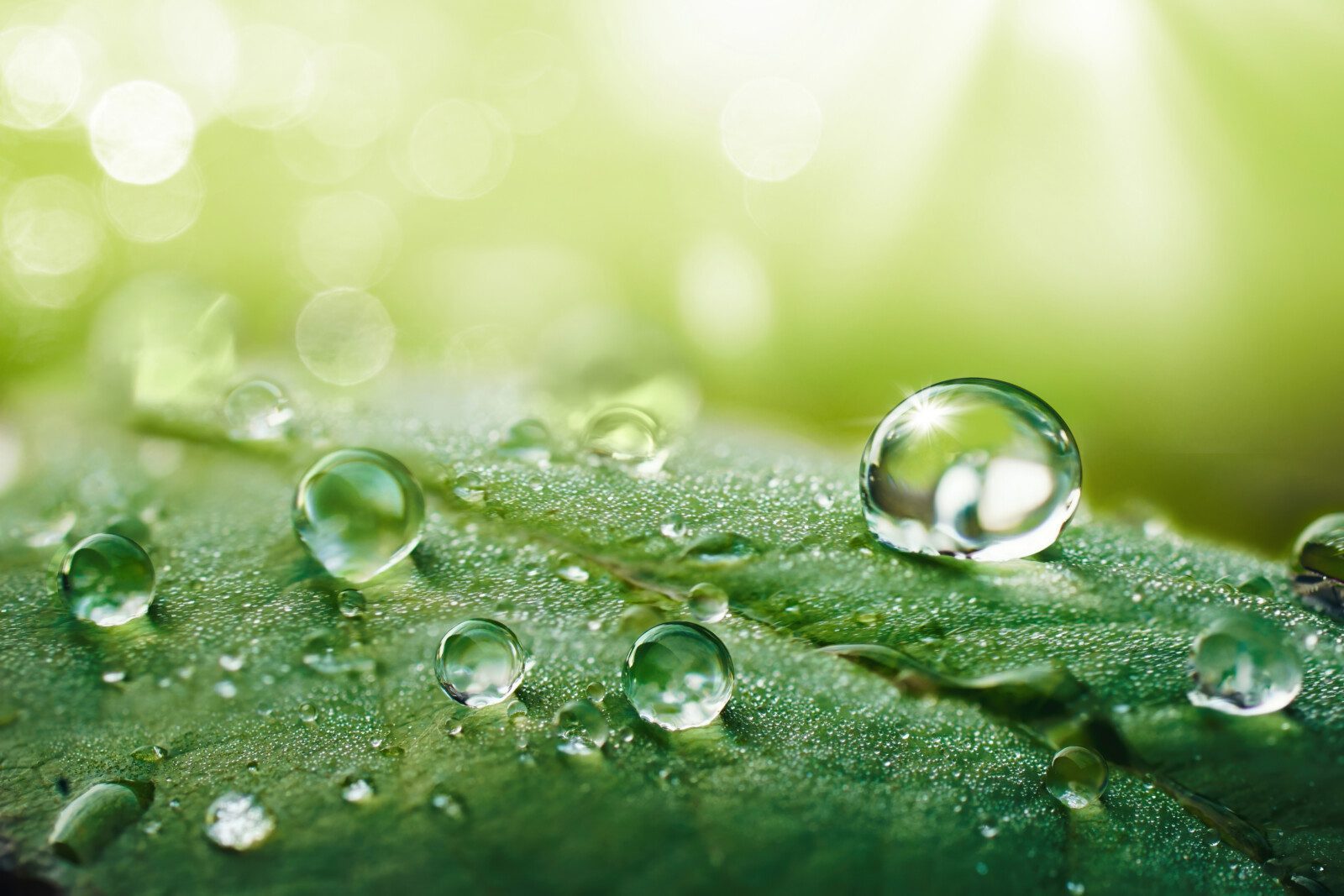 Beautiful water drops after rain on green leaf in sunlight, macro. Many droplets of morning dew outdoor, beautiful round bokeh, selective focus. Amazing artistic image of purity and fresh of nature.