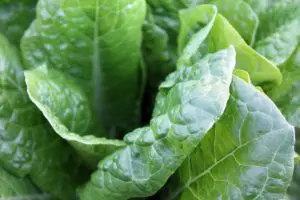 Photo of greens