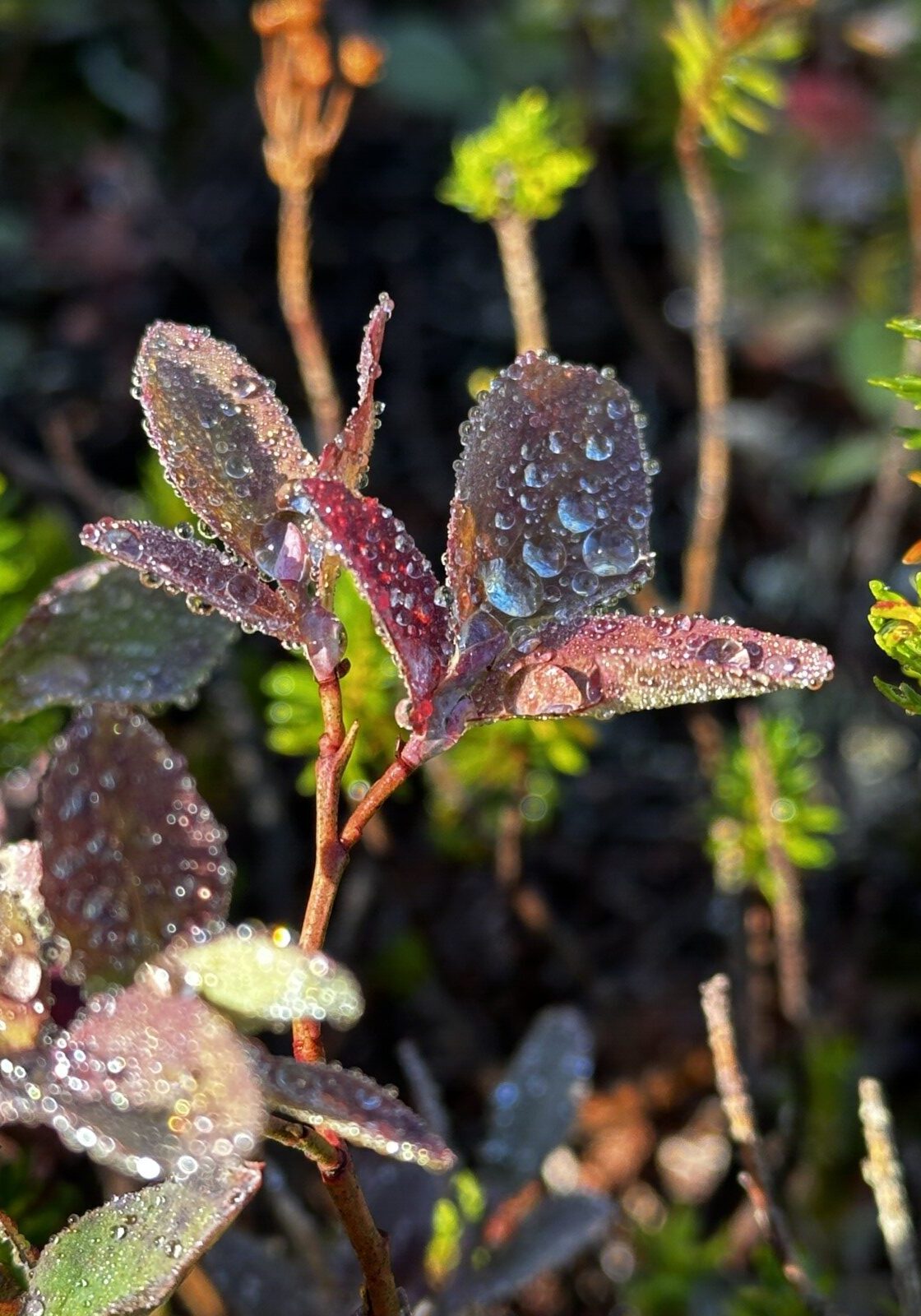 54010123815_25922810b7_o (1)