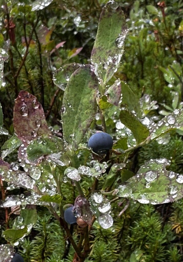 54730271789_6db4e85cc7_o