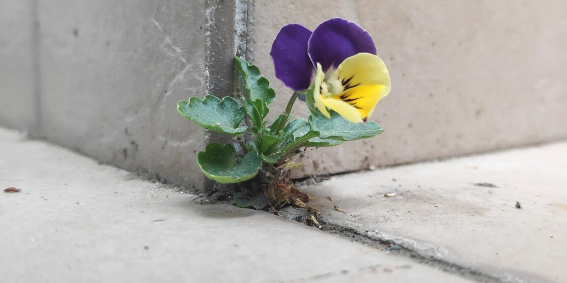 a flower growing out of a concrete wall