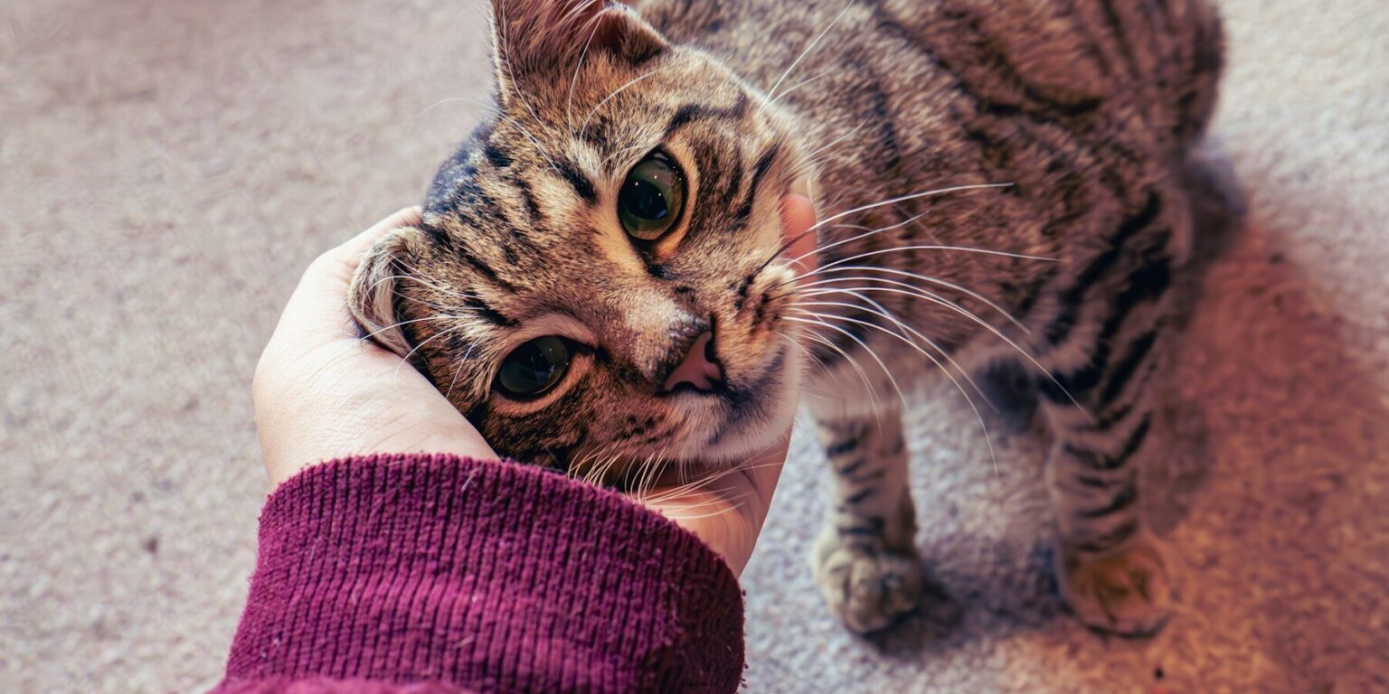 a person petting a cat on the nose