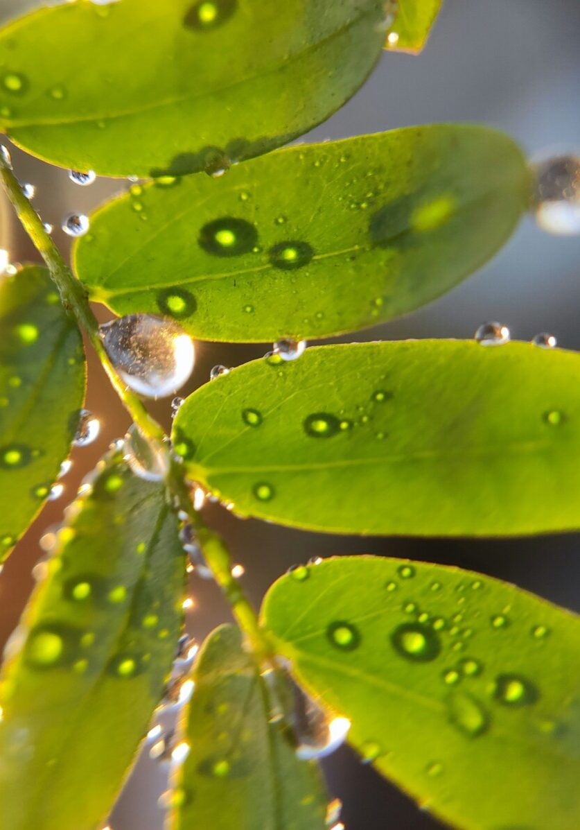 shyamli-kashyap-Fmepr2ltmrM-unsplash (1)