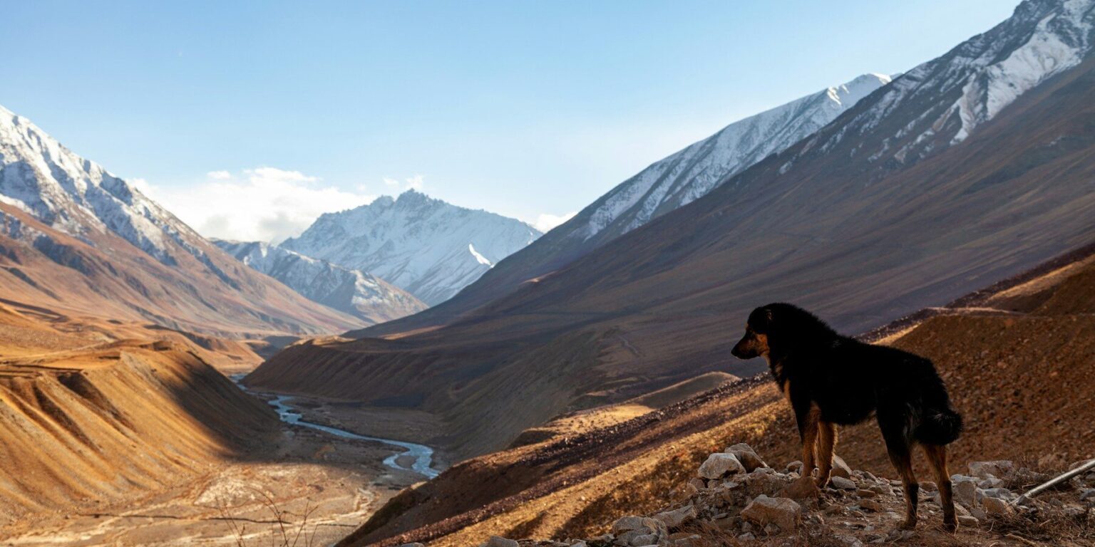A horse is standing on a hill overlooking a valley
